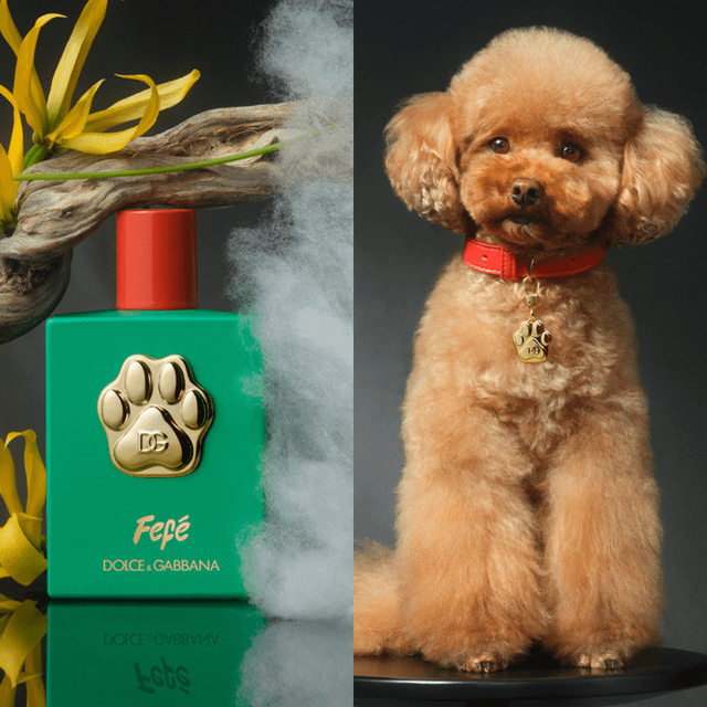 Dolce & Gabbana Fefe Dog Fragrance : r/newinbeauty